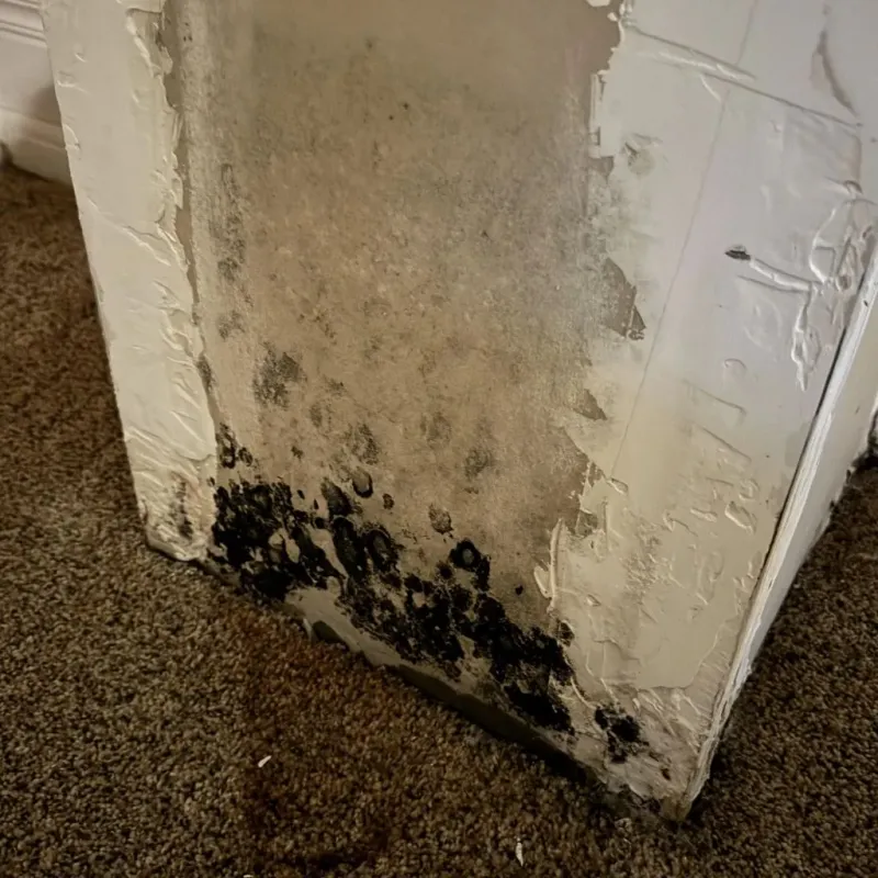 Professional Mold Removal in Pike County, KY